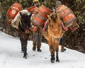 Mule Resting in Himalayan Mountains Royalty Free Stock Photo