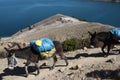 Mules walking