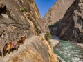 Mules walking on the side of the ridge carrying supplies.