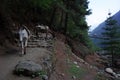 Mules walking on trail and suspension; bridge, Nepal