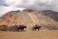 Mules in Zanskar Royalty Free Stock Photo