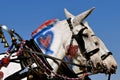 Muleskinner in a covered wagon pulled by a team of mules