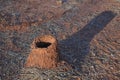 Mulga ant nest outback of Australia Royalty Free Stock Photo