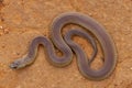 Mulga or King Brown Snake