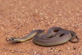 Mulga or King Brown Snake