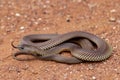 Mulga or King Brown Snake Royalty Free Stock Photo