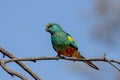 Mulga Parrot Royalty Free Stock Photo