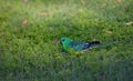 mulga parrot Royalty Free Stock Photo