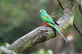Mulga parrot Royalty Free Stock Photo