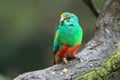 Mulga parrot Royalty Free Stock Photo