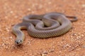 Mulga Snake