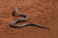 Mulga snake Psuedechis australis flaring neck in defence