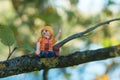 Playmobil figurine sitting on tree branch in outdoor