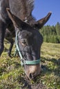 Muli in the pasture