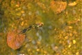 mulitcolored Fish swimming around the pond below the lily pads Royalty Free Stock Photo