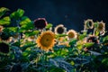 Mulitcolored Variety of Sunflowers growing in a sunflower field background with golden hour sun Royalty Free Stock Photo