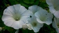 Mulitple hedge bindweed flowers close up