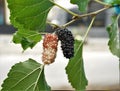 Mullberry fuits on the tree Royalty Free Stock Photo