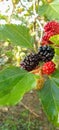 Mullberry and mullbery leaves in the morning lembang Indonesia Royalty Free Stock Photo