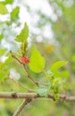Mullberry on the tree. Royalty Free Stock Photo
