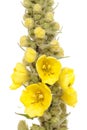 Mullein