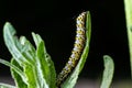 Mullein Cucullia verbasci Caterpillars feeding on garden flower leaves Royalty Free Stock Photo