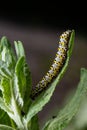 Mullein Cucullia verbasci Caterpillars feeding on garden flower leaves Royalty Free Stock Photo