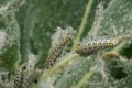 Mullein Cucullia verbasci Caterpillars feeding on garden flower leaves Royalty Free Stock Photo