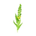 Mullein with Dense Rosette of Leaves and Tall Flowering Stem Vector Illustration