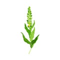 Mullein with Dense Rosette of Leaves and Tall Flowering Stem Vector Illustration