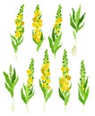 Mullein with Dense Rosette of Leaves and Tall Flowering Stem Vector Set