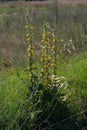 Mullein Flower