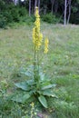 Mullein flower