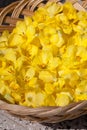 Mullein flowers in a basket