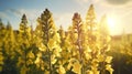 Mullein flowers bloom in an explosion of delicate colors.