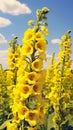 Mullein flowers bloom in an explosion of delicate colors.