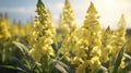 Mullein flowers bloom in an explosion of delicate colors.