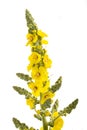 Mullein flowers