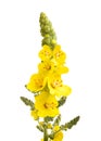 Mullein flowers