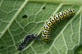 Mullein moth caterpillar