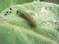 Mullein moth caterpillar