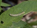 Mullein moth caterpillar on buddleia leaf. UK.