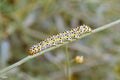 Mullein moth caterpillar , Cucullia verbasci larvae