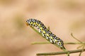 The Mullein moth caterpillar