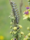 Mullein Moth Caterpiller Royalty Free Stock Photo