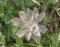 Mullein plant bathed in sunlight top view outdoors Verbascum tapsus Royalty Free Stock Photo