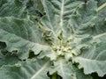 Mullein or verbascum leaves rosette Royalty Free Stock Photo