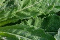 Mullein plant rosette in the spring. Verbascum fluffy leaves Royalty Free Stock Photo