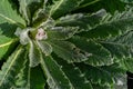 Mullein plant rosette in the spring. Verbascum fluffy leaves Royalty Free Stock Photo