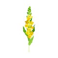 Mullein Plant with Yellow Blooming Florets and Dense Rosette of Leaves Vector Illustration